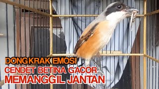 PANCINGAN CENDET BETINA GACOR MEMANGGIL JANTAN AGAR CEPAT NYAUT BUNYI