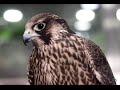 AVES - El halcón peregrino, el animal más veloz del mundo