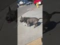 The dog thought he owned the street. 🐶 🤣 #dog #dogsoftiktok #tiktok #usa🇺🇸 #funny