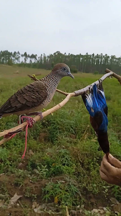 Pikat Perkutut dapat burung cantik #perkutut #birds