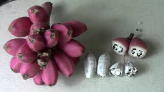 How To Save Lots Of Musa Velutina Banana Seeds - Pink Bananas