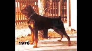 the evolution of the breed the Rottweiler / эволюция породы ротвейлер by Ani P. 1,964 views 8 years ago 2 minutes, 1 second