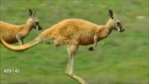 BÀI 48: BỘ THÚ HUYỆT VÀ BỘ THÚ TÚI