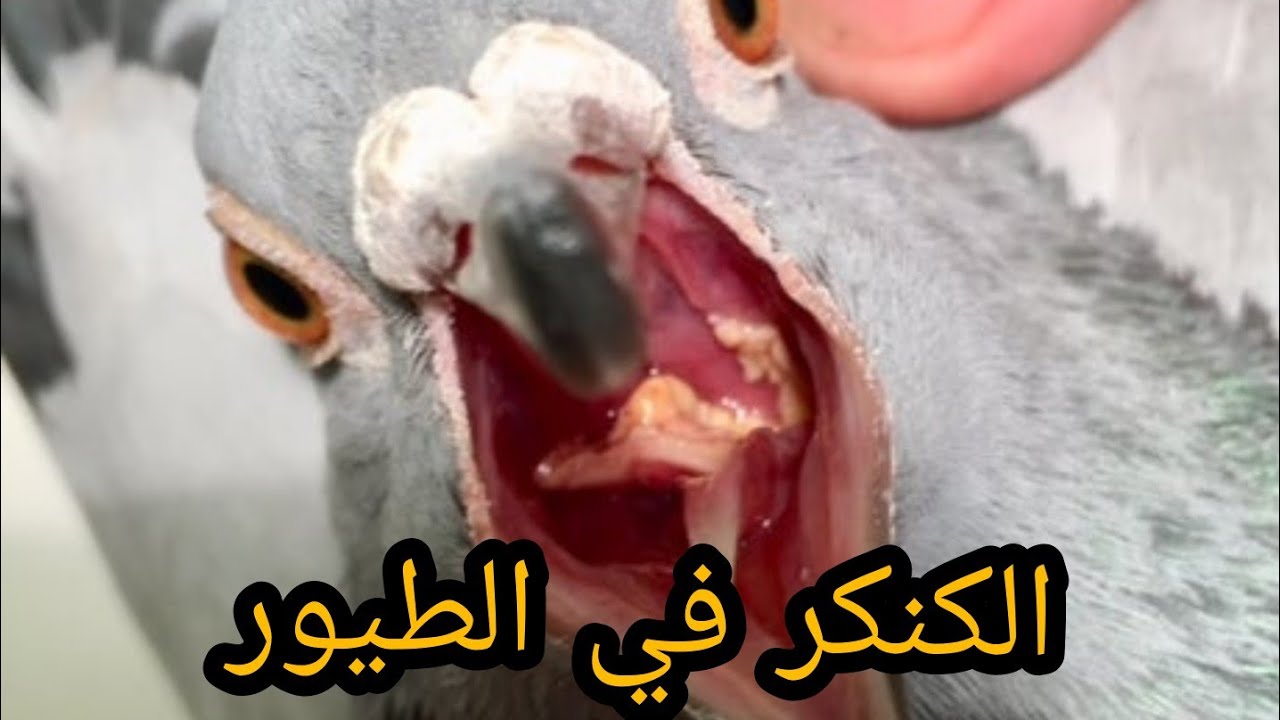 الكنكر في الطيور/الأعراض,الأسباب,العلاج (بالعلاجات البشرية)