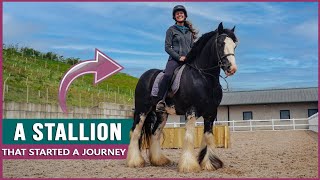 Riding the Traditional Gypsy Cob