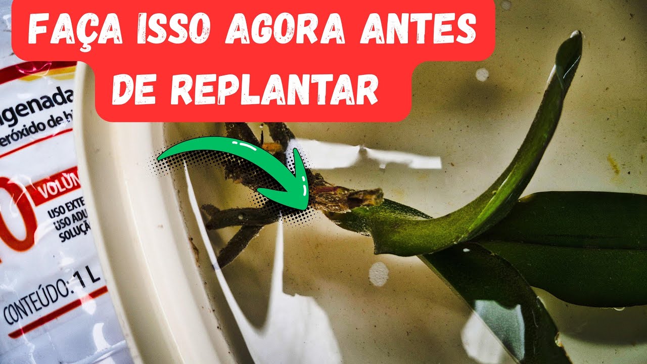COMO SALVAR ORQUÍDEAS COM ÁGUA OXIGENADA:PASSO A PASSO ANTES DE REPLANTAR 