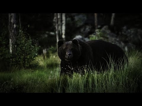 Video: Gornaya Shorian Yeti On Musta Karhu, Pesukarhu Ja Hevonen - Vaihtoehtoinen Näkymä