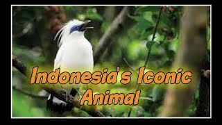 حيوان إندونيسيا الأيقوني