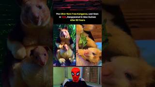 Ultra-Rare Tree Kangaroo Spotted After 90 Years