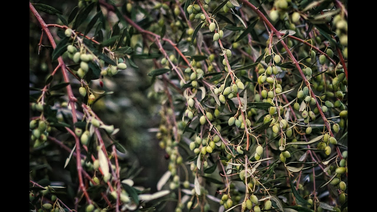 Tenbûr, Dewat, طنبور عفريني, بزق كردي, #Hene  #efrin #efrîn #كردي