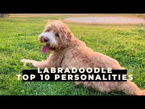 10 Personalities of a Mini Labradoodle