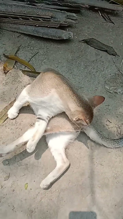 cat cute 2018