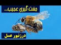 روش عجیب زنبور عسل در جفت گیری و تولیدمثل