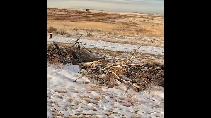 Colorado Pheasant Hunting in the Snow 23es1