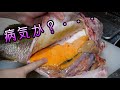 こんな魚みたことねぇ！黄金の内臓脂肪を持つ『幻の魚(笑)』を入手しました！とんっっっっっでもなくうまいですこの魚