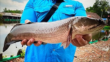 Câu Cá Lóc Hồ Dịch Vụ Bằng Mồi Lure Mềm Chì Chạy Dành Cho Người Mới