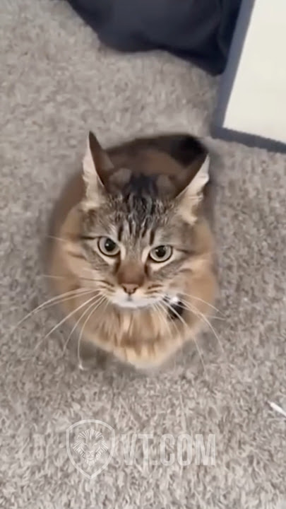 Cat SLAPS Owner After Getting Hyped By His Friend 😂🐾