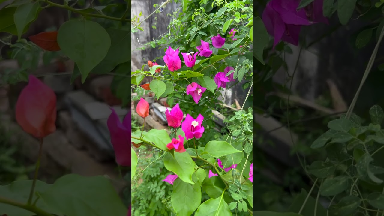 Plant a Tree, Grow a Greener Future: Join the Global Reforestation Movement