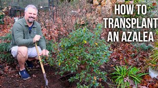 How to Transplant an Azalea