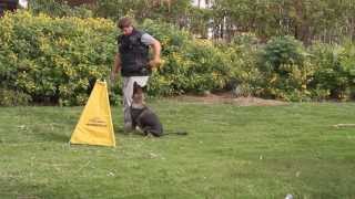 мини-укрытие для подготовки к соревнованиям по Schutzhund - TE500