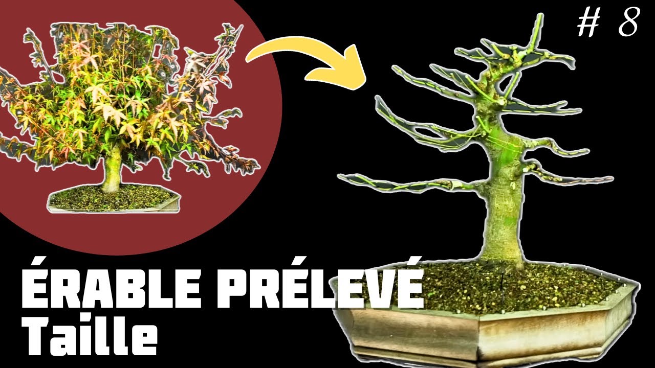 Faire un Bonsaï avec un Érable Prélevé dans un Jardin. Épisode 8 🌱