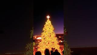 Download Lagu Winrock Wonderland. #christmas #christmastree#shorts MP3