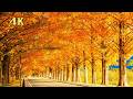 秋の絶景【4K】美しい紅葉|リラックス音楽と森の自然音|Autumn Forest
