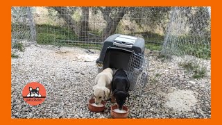 The Two Scared Puppies Rescued Love Goat's Milk