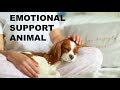 Emotional Support Dog - How to Get an Emotional Support Animal