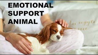 Emotional Support Dog  How to Get an Emotional Support Animal