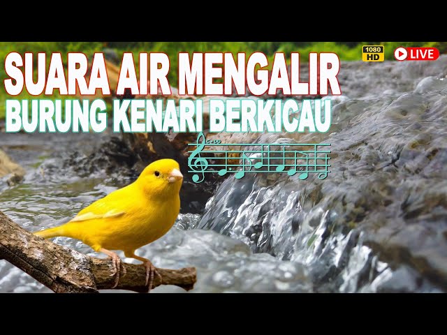 Relaksasi Suara Air Sungai Jonggol Kicauan Suara Burung Kenari Pengantar Tenang dan damai Pikiran class=
