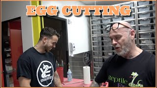 YB Dreamsicle Ball Pythons Egg Cutting!