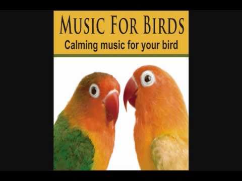 Music For Birds - Calming Music for your Bird