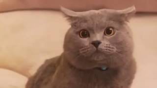 приключения кота майкла и его хозяина приключения кота майкла и его хозяина