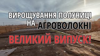 Мій досвід вирощування ПОЛУНИЦІ на АГРОВОЛОКНІ 2014-2023/Чорне агроволокно для полуниці