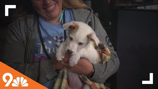 Petline9: Maxfund Animal Shelter