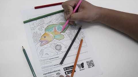 QuiverVision: Octopus & Lingcod