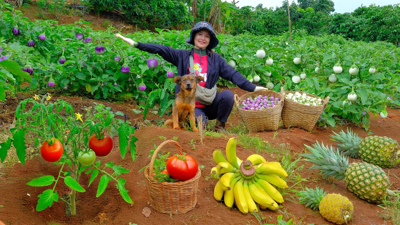 Harvest: Purple & White Thai Eggplant, Pineapple, Banana, Tomato To Sell At The Market, Cook, Garden