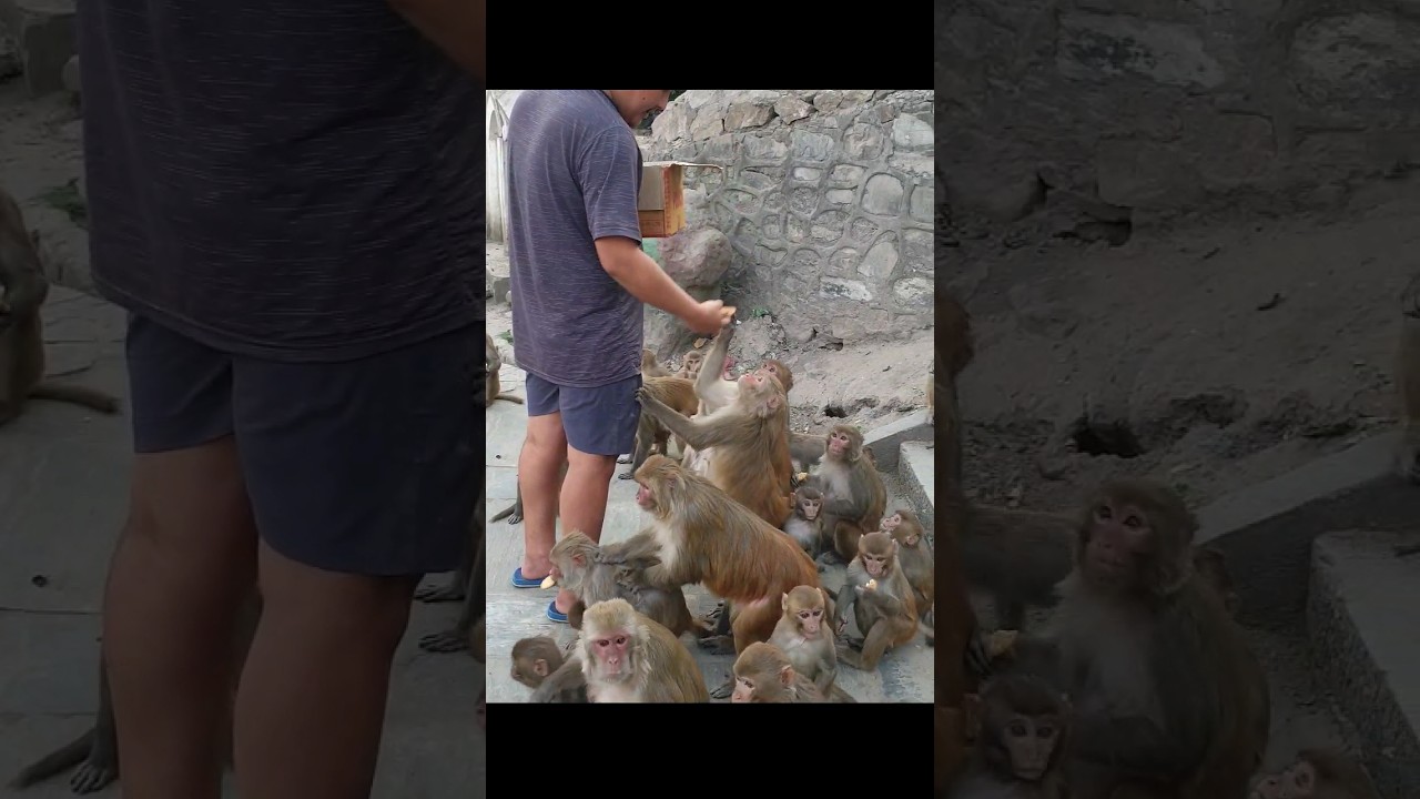 feeding biscuits to monkeys some time it's good for health 