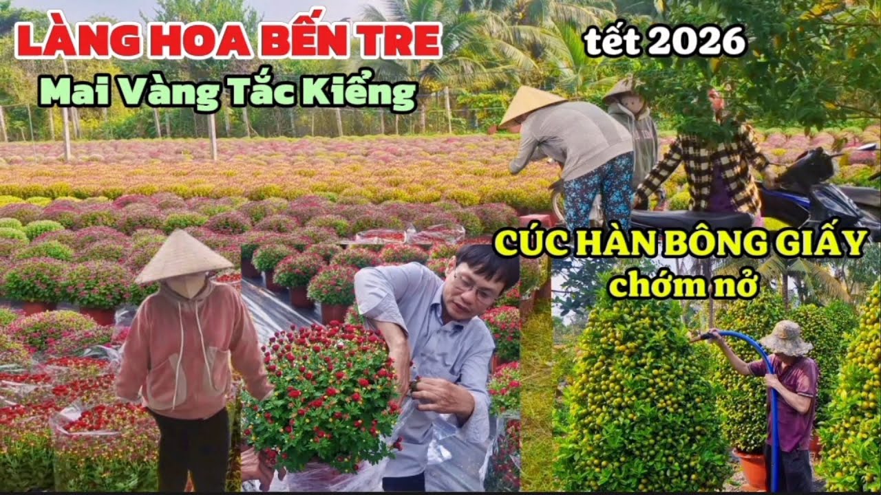 TẾT 2026 KHÁM PHÁ NHIỀU VƯỜN HOA BẾN TRE CÚC HÀN MAI VÀNG HOA GIÁY TẮC KIỂNG 