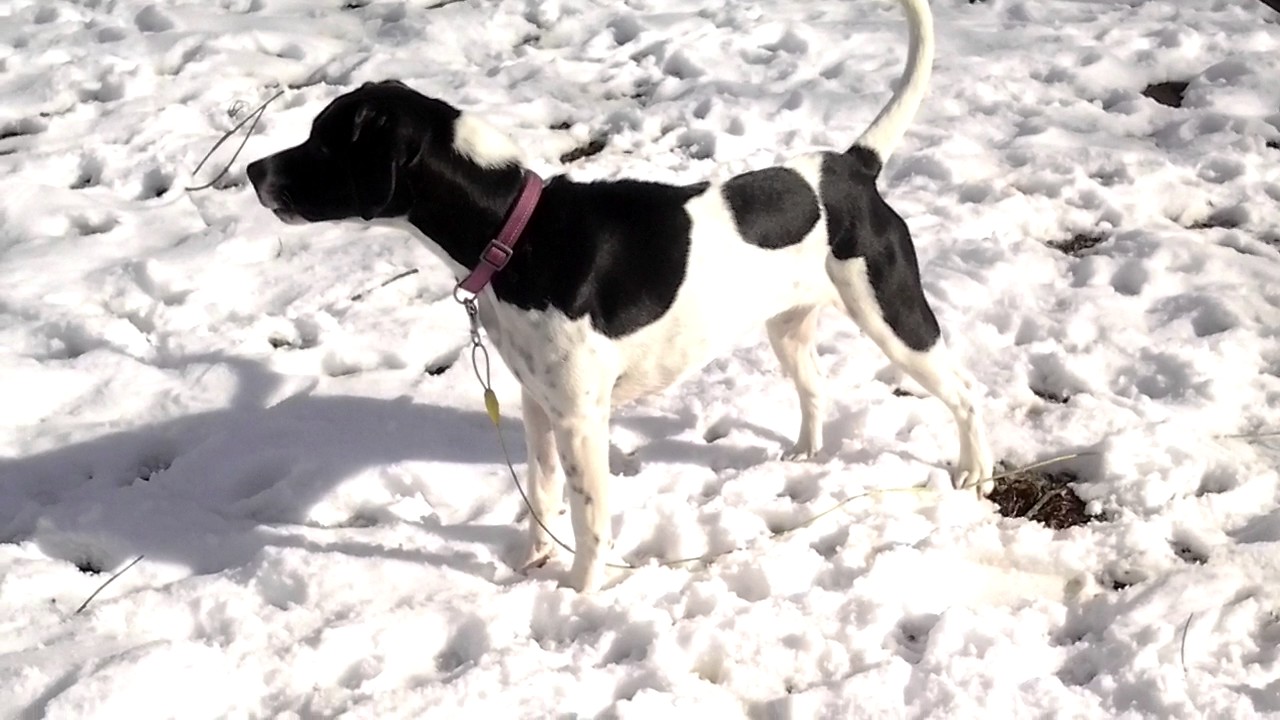 Pointer mix howling YouTube