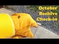 Fall checkin with the bees