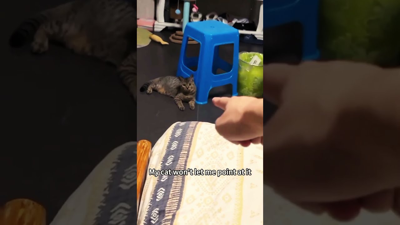 Cats In Play Mode Pure Chaos Cuteness Funny Cat Moments Shorts Catshorts
