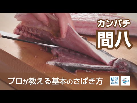 間八 かんぱち のさばき方 How To Filet Greater Amberjack 日本さばけるプロジェクト Youtube