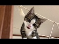 「撫でろ」が分かってもらえない子猫がかわいい