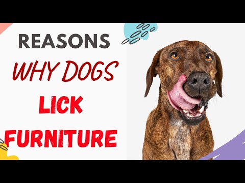 Why Do Dogs Lick Furniture? An Explanation of the Motives [Complete Guide] - Why Do Puppies Love Biting On Furniture