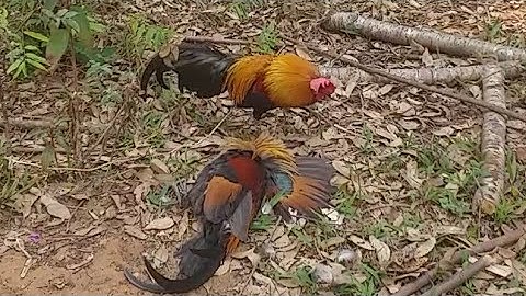 Kuv tu qaib dib dub no tuaj zoo heev li nawb