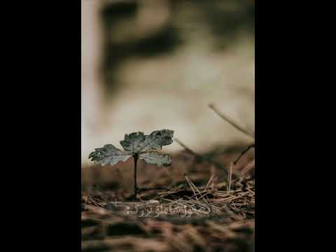 هیچ چیزی در زندگی پایدار نیست اشعار شنیدنی شعر زیبا استوری شاملو