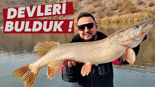 Turna Avı Metrelik Canavarlarla Büyük Mücadele Pike Fishing