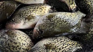Big Stone Lake Fishing Report (Late April Bass, Walleye, and Crappie)